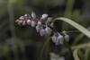Flower buds in June in Darjeeling, India