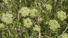 Flower buds in June in Gallatin County, Montana