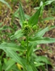 Flower buds in June in Harney County in Oregon