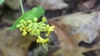 Flower buds in June in Hastings County, California