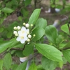 Flower and buds in March in Houston, Texas