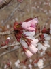 Flower buds in May in Shkotovskiy rayon, Russia