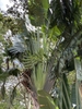 Bunched large flower pods in October.  Pinellas County, Florida