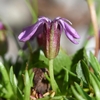 Flower closeup in August in Graubunden, Switzerland