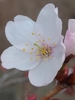 Flower close-up in May in Shkotovskiy rayon, Russia