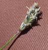 Flower close-up in April in Languedoc-Roussillon, France
