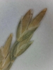 Flower bud close-up in June in Cuyahoga County, Ohio