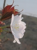 Flower close-up in May in Shkotovskiy rayon, Russia