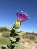 Flower in September in Nye County, Nevada