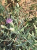 Flowers, leaves and stem in November in Qarshi, Uzbekistan
