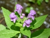Flowers and buds in July in Richland County, South Carolina