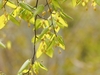 Flowers & Leaves in March in Zhejiang, China
