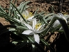 Flowers and leaves in May in Crook County, Oregon