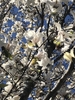 Magnolia kobus Flowers in March in Wake County, NC