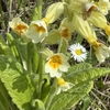 Flowers in April in Kalundborg, Denmark
