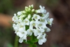Small white flower floret in April in Miyagi, Japan
