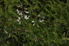 Flowers in April in Shanxi, China