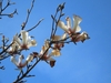 Flowers in April in Fujian in China