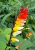 Flower in April in Jujuy in Argentina