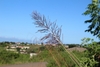 Flower stalk in April in Luthuli, South Africa