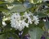 A stalk of several white 5 petalled flowers in April in Spain