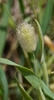 Flower and Leaves in April in Attica in Greece