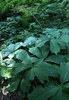 Flowers in August in Saratoga County, New York