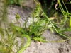Flowers and buds in November in Cape Wineland County, S.Africa