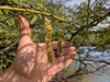 Flowers in December in Honolulu County, Hawaii