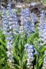 Sky blue flowers for diffusus in April Okaloosa County, Florida