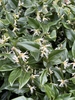 Green leaves and small white flowers in February in England