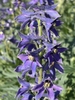 Flowers in July in Provence-Alpes-Côte d'Azur, France