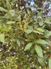 Flowers in June in Washoe County, Nevada