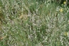 Flowers in June in 15380 Le Falgoux, France