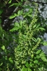 Flowers in June in Somerset County, New Jersy