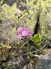 Flowers in June in Terrace Bay in Ontario