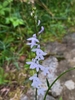Flowers in June in Warren County, New Jersey