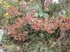 Form with flower buds & pink flowers in May in Abruzzo, Italy
