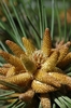 Branch tip with multiple conical brownish flowers in May in Germ