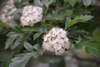 Flowers in May in Beijing, China