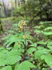 Flowers in May in Haywood County, North Carolina