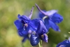 3 blue petaled flower closeup at Longwood Gardens in May