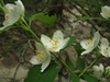 Flowers in May in Maury County, Tennesse