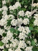 Flowers in May in Minsk, Belarus