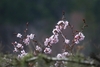 Flowers in May in Sakhalin, Russia