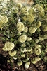 Bunches of small white flowers in May in Wojslavice, Poland