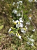 Flowers in November in Wellington County, New Zealand