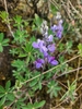 Blue flowers in October in Cusco, Peru