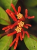 Ornage-Red flower spikes in October in Lee County, FL