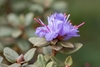 Flowers in October in Yunnan Province, China